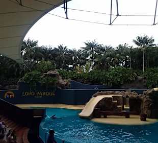 Pokaz lwów morskich