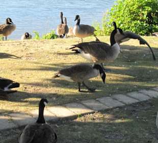 Gänse an der Promenade