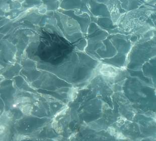 Es waren wirklich viele Rochen