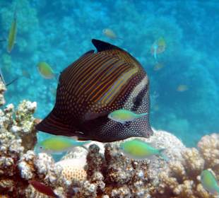 Segelflossen-Doktorfisch