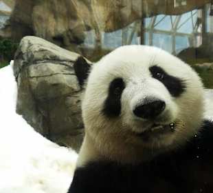 Panda simbolo del parco