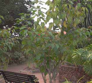 Ein Garten mit seinen Pflanzen