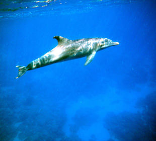 Delphin am Aussenriff