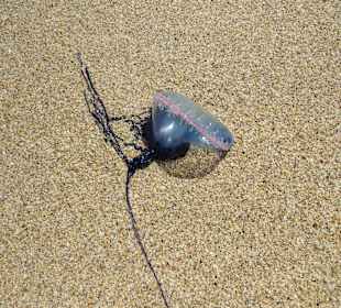 Portugisische Galeere, Begegnung schmerzhaft