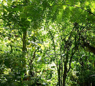 Regenwald auf Dominica