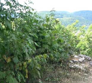 Aussichtspunkt am Eckfelsen