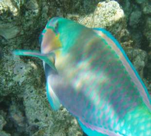 Überall farbenprächtige Fische