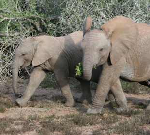 Addo Elephant Park