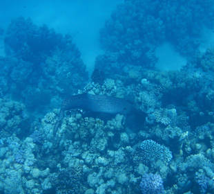 Riesenmuräne am Südriff