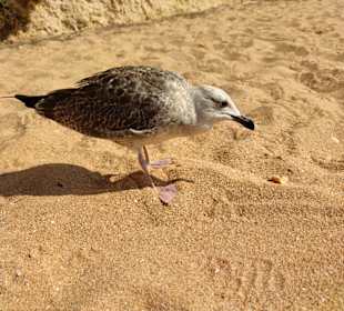 Praia de Nossa Senhora da Rocha