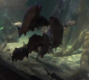 Sea Life