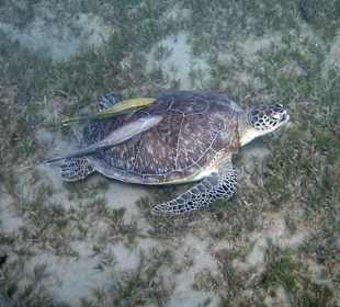 Hausriff, Turtel und Schiffshalter