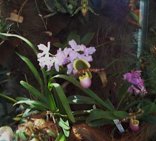 Orchideenschau