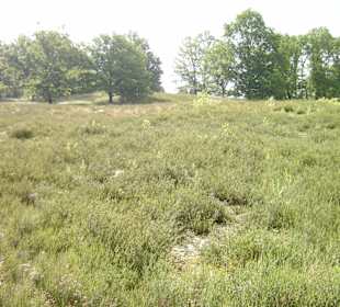 Lüneburger Heide