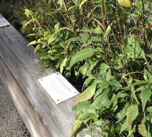 Kneippscher Kräutergarten