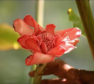 Flora im Botanischen Garten von Pamplemousse