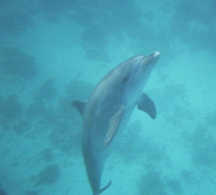 Da sind sie... Delphine unter Wasser!