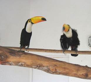 Parque Norte - Tucane