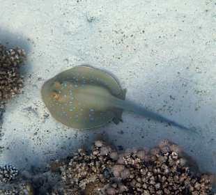 Schnorcheln Marsa Alam