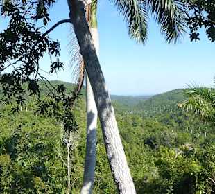 Auf dem Weg zur Kaffeeplantage