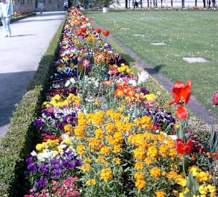 Blütenpracht im Hofgarten der Residenz