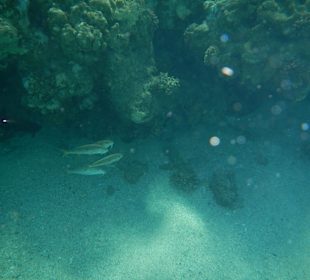 Rafa tuż przy brzegu