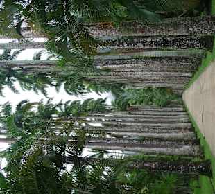 Botanischer Garten Palmenallee