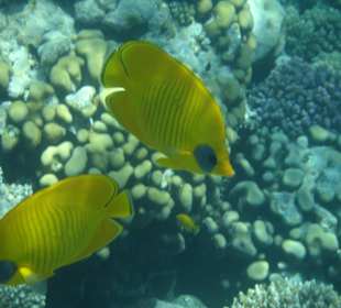 Maskenfalterfisch am Außenriff