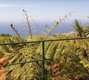 Blick vom Tropischen Garten auf Funchal