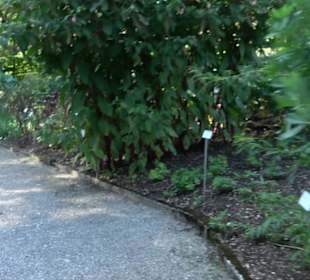 Botanischer Garten München