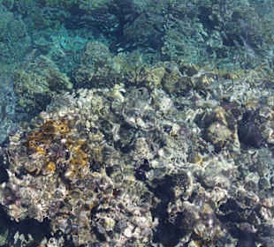 Tauchparadies im Januar