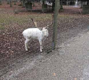Wildpark Eichert