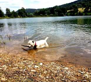 Badespass für Hunde