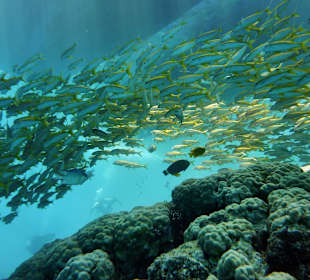 Schnorcheln beim Riff