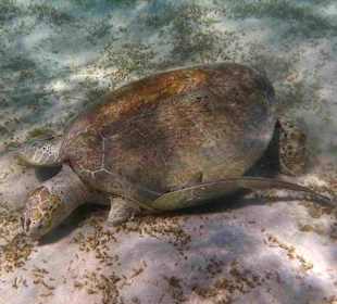 Dreifüssige Unechte Karettschildkröte