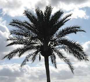 Palme