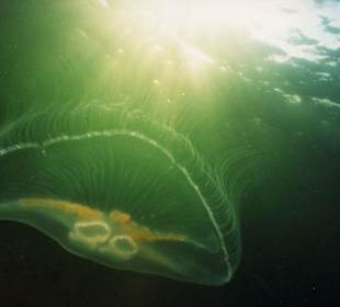 Und noch eine Qualle