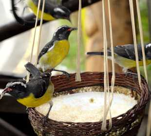Fütterung der Vögel mit Zucker...