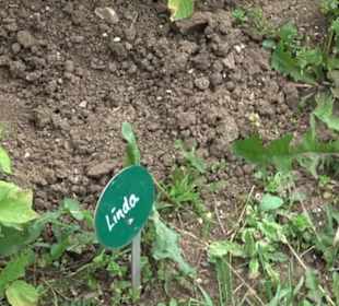 ALB-GOLD Naturgarten