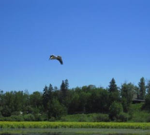 Pelikan über dem Astotin Lake