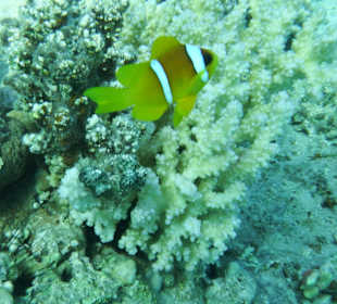 Beim Schnorcheln am Hotel Strand