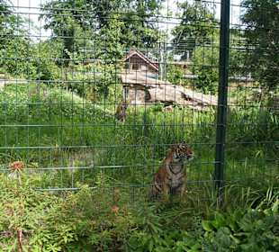 Tigergehege
