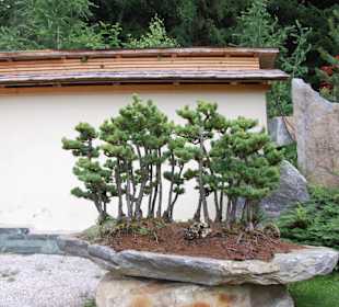 Bonsai Wald