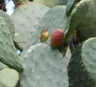 Unterwegs von Garachico nach San Juan del Reparo