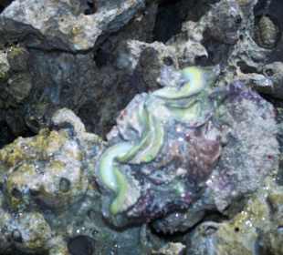 Zdjęcia rafy wykonane przeze mnie pod wodą