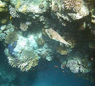 Kugelfisch am Hausriff