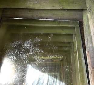 Phäno-Pfad Aichstetten