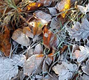 Frost am frühen Morgen