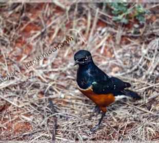 Die Vogelwelt ist der Hammer