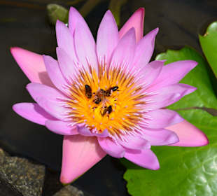 Fauna im Botanischen Garten von Pamplemousse